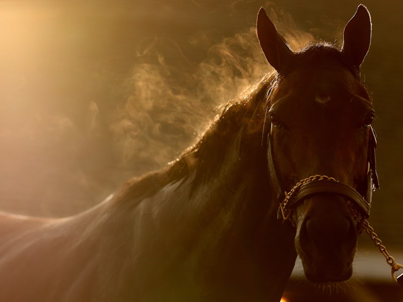 LOUISVILLE, KENTUCKY - MAY 02: A horse is washed in the barn area during morning workouts ahead of t...